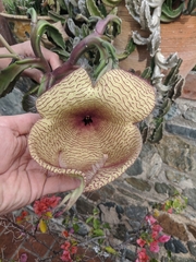 Stapelia grandiflora
