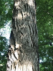 Carya ovata