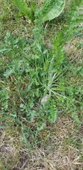 Magnoliopsida