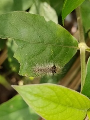 Chrysaeglia magnifica