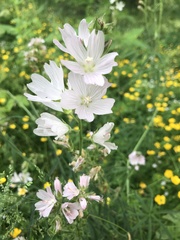 Sidalcea campestris