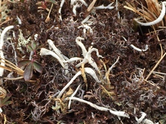 Thamnolia vermicularis ssp. subuliformis image