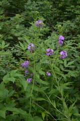 Hesperis matronalis