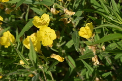Oenothera pilosella