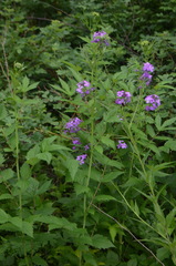 Hesperis matronalis