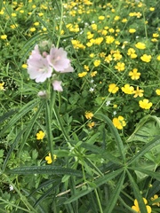 Sidalcea campestris