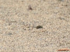 Gomphurus ventricosus