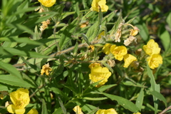 Oenothera pilosella