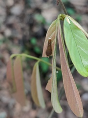 Graphium doson postianus