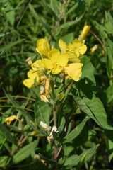 Oenothera pilosella