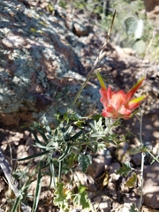 Castilleja lanata