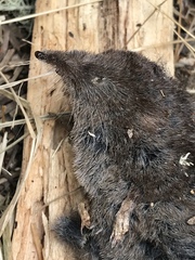 Sorex trowbridgii