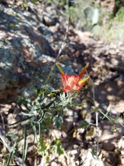 Castilleja lanata