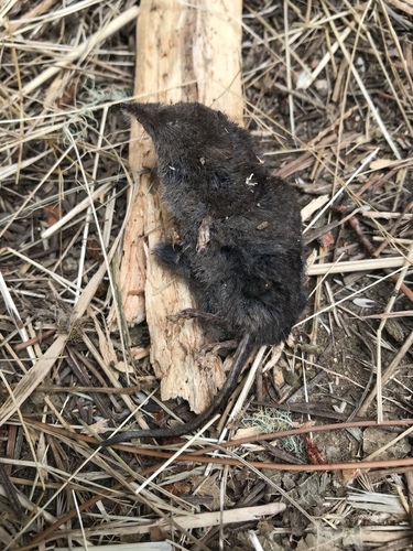 Trowbridge's Shrew