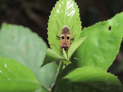 Physopelta fusciscutellata