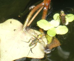 Poecilobothrus nobilitatus