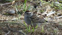 Spizella passerina