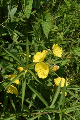 Oenothera pilosella