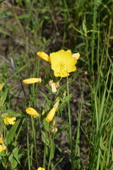 Oenothera pilosella