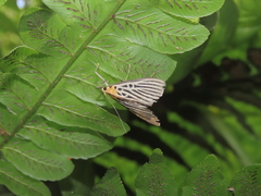 Tyspanodes hypsalis