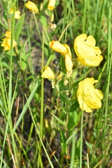 Oenothera pilosella