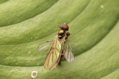 Baccha cognata