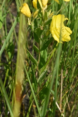 Oenothera pilosella