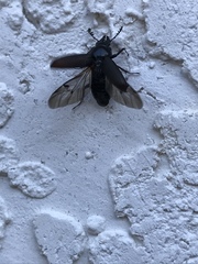 Platycerus