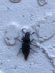 Platycerus