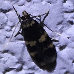 Oegoconia deauratella