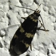 Oegoconia deauratella