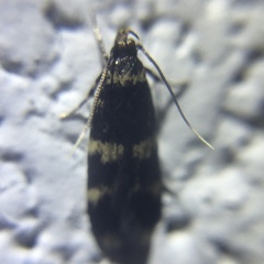 Oegoconia deauratella