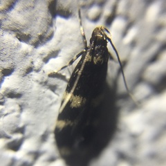 Oegoconia deauratella