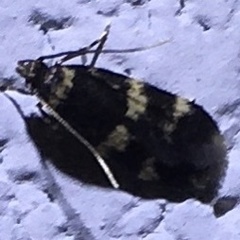Oegoconia deauratella