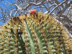 Ferocactus diguetii diguetii