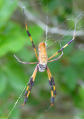 Trichonephila clavipes image