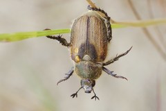 Chaetopteroplia segetum