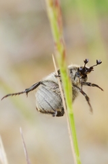 Chaetopteroplia segetum