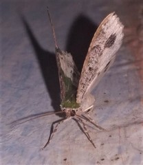 Eucyclodes semialba