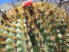 Ferocactus diguetii diguetii