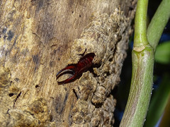 Forficula smyrnensis