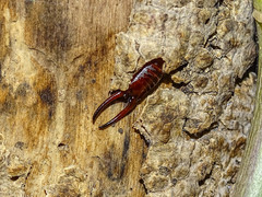 Forficula smyrnensis