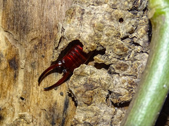 Forficula smyrnensis