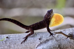 Anolis jubar oriens