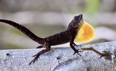Anolis jubar oriens