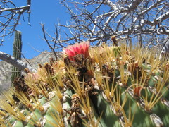 Ferocactus diguetii diguetii