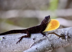 Anolis jubar oriens