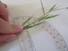 Dichanthelium aciculare