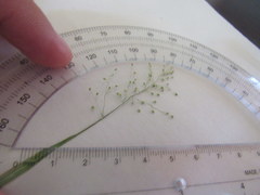 Dichanthelium aciculare