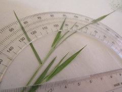 Dichanthelium aciculare
